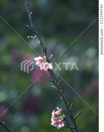Okinawa's cherry blossoms herald the arrival of spring Okinawa's cherry blossoms herald the arrival of spring 111744743