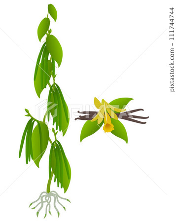 Vanilla planifolia plant with pods and flower on a white background. Vanilla planifolia plant with pods and flower on a white background. 111744744