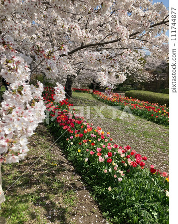 櫻花和郁金香的合作 111744877