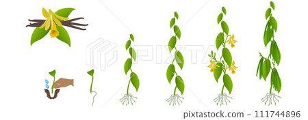 Cycle of growth of vanilla planifolia plant on a white background. 111744896