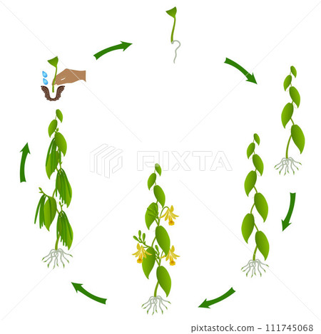 A growth cycle of vanilla planifolia plant on a white background. 111745068