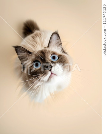 Rag doll cat on a beige background. 111745129