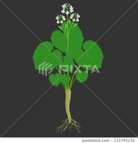 Wasabi plant eutrema japonica with roots and flowers on a black background. 111745210