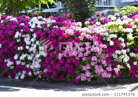 Planting tricolor azaleas Planting tricolor azaleas 111745370