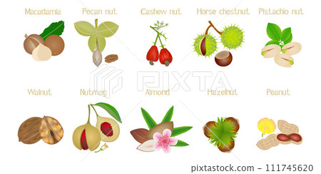 Set of nuts with names on a white background. 111745620