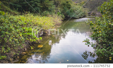 the lake of Fa Peng bay, hk Feb 17 2024 111745732
