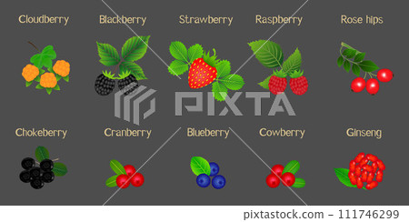 Set of berries with names on a black background. Set of berries with names on a black background. 111746299