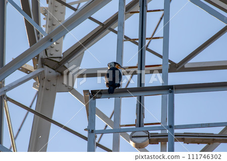 A young cormorant standing on a steel tower in the evening 111746302