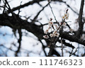 White plum blossoms that have begun to bloom 111746323