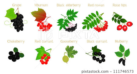 A set of berries on branches with names on a white background. 111746573