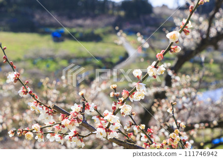 Southern plum grove in full bloom in Wakayama 111746942