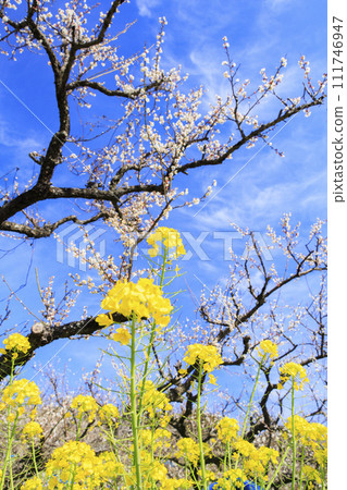 Southern plum grove in full bloom in Wakayama Southern plum grove in full bloom in Wakayama 111746947