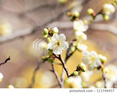 白梅花 白梅花 111746957