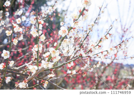 Southern plum grove in full bloom in Wakayama 111746959