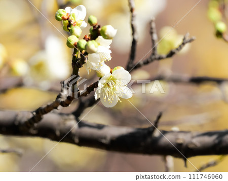 白梅花 白梅花 111746960