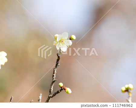 白梅花 白梅花 111746962