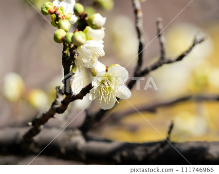 white plum blossom white plum blossom 111746966