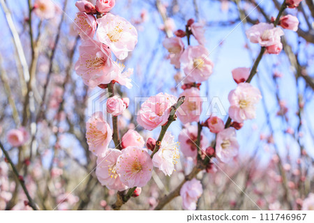 Southern plum grove in full bloom in Wakayama Southern plum grove in full bloom in Wakayama 111746967