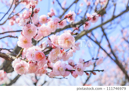 Southern plum grove in full bloom in Wakayama 111746979