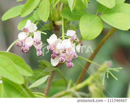 阿克比花 阿克比花 111746987