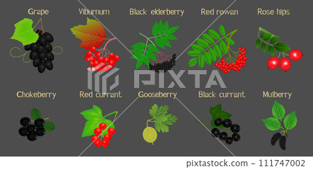 A set of berries on branches with names on a black background. A set of berries on branches with names on a black background. 111747002