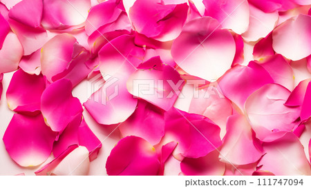 A carpet of rose petals 111747094