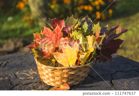 Bouquet of multiolored maples leaves in a basket on sunlight 111747637