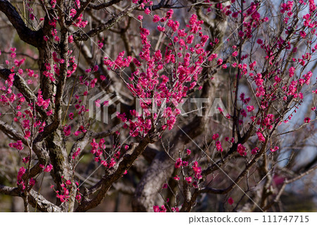 薔薇科李屬盛開的梅花 111747715