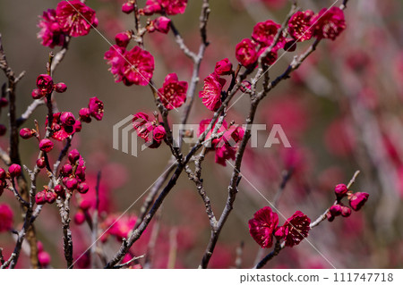 紅梅開花 庭園品種 Sohoume 紅梅開花 庭園品種 Sohoume 111747718