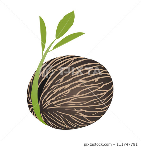 Sprout of pong pong othalanga Cerbera odollam on a white background. Sprout of pong pong othalanga Cerbera odollam on a white background. 111747781