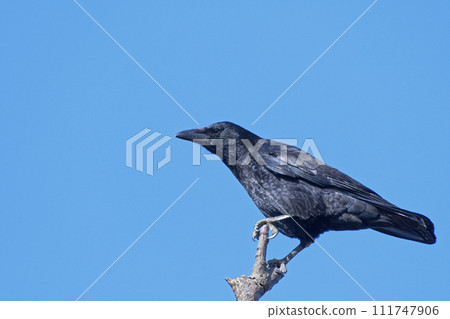 Carrion crow perching on a treetop 111747906