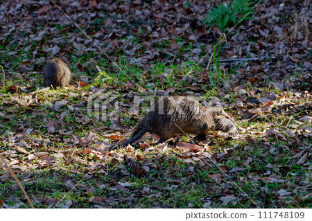 Nutria, an invasive species in the lotus pond 111748109