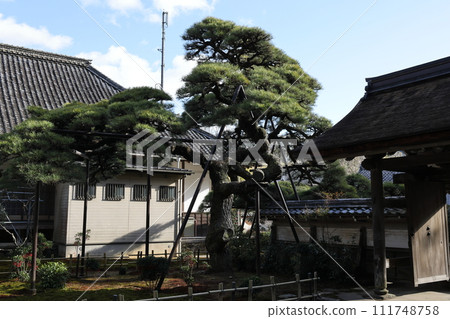 Tenonji pine tree, a temple associated with Tokugawa Ieyasu Tenonji pine tree, a temple associated with Tokugawa Ieyasu 111748758