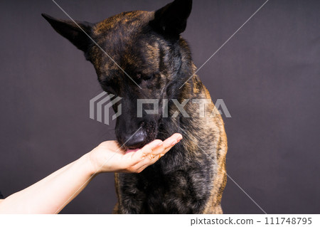 Friendship between Human and dog, feeding and taking paw in hand Friendship between Human and dog, feeding and taking paw in hand 111748795