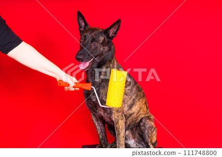 Dog dutch shepherd playing with paint roller in red room. Renovation concept Dog dutch shepherd playing with paint roller in red room. Renovation concept 111748800