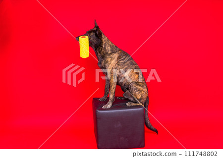 Dog dutch shepherd playing with paint roller in red room. Renovation concept Dog dutch shepherd playing with paint roller in red room. Renovation concept 111748802