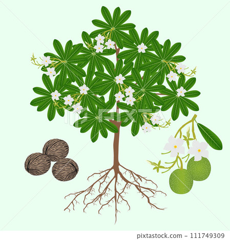 Tree with flowers and pong pong othalanga Cerbera odollam fruit on a green background. 111749309