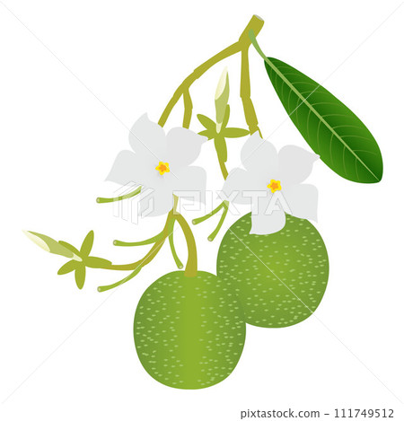 Branch with flowers and pong pong othalanga Cerbera odollam fruit on white background. Branch with flowers and pong pong othalanga Cerbera odollam fruit on white background. 111749512