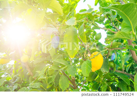 Branches with fresh lemons Branches with fresh lemons 111749524