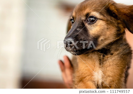 Little homeless puppy Little homeless puppy 111749557