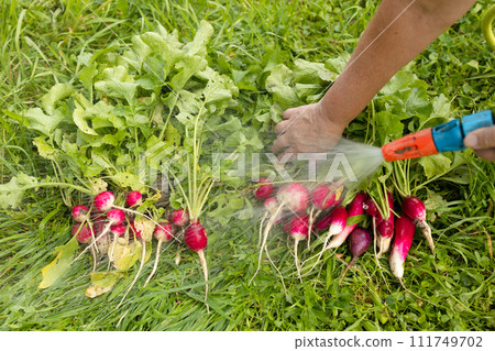Harvest organic red radish vegetables. Agriculture Industry. Crops organic farm. Producing food  111749702