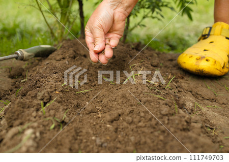 Unrecognizable woman hands holding seed of plant seedling in rows, sprout over soil. Anonymous female organic farmer protecting a young plant in her garden. Unrecognizable woman hands holding seed of plant seedling in rows, sprout over soil. Anonymous female organic farmer protecting a young plant in her garden. 111749703