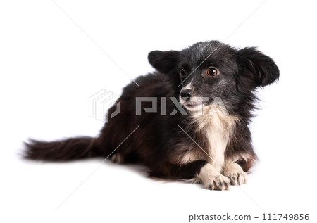 black and white doggy isolated black and white doggy isolated 111749856