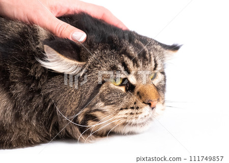 Closeup of hand stroking cat's head isolated Closeup of hand stroking cat's head isolated 111749857