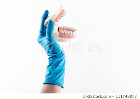 Hand in blue glove holding dental teeth model isolated 111749878