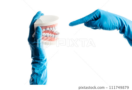 Hands in blue gloves holding dental teeth model isolated Hands in blue gloves holding dental teeth model isolated 111749879