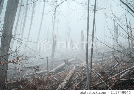 fallen by storm trees in forest fallen by storm trees in forest 111749945