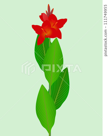 Red cannas with leaves on a green background. 111749955