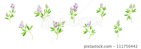 Blooming Alfalfa Plant with Purple Floret and Green Stem Vector Set 111750442