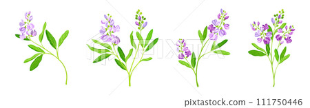 Blooming Alfalfa Plant with Purple Floret and Green Stem Vector Set 111750446